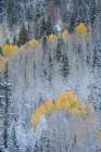 USA-Colorado-Uncompahgre National Forest Fresh autumn snow on aspens and evergreens Art Print